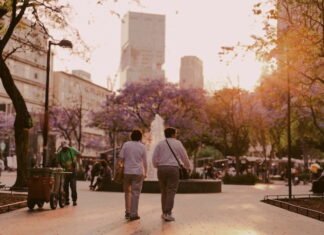 Jacaranda trees in Mexico City